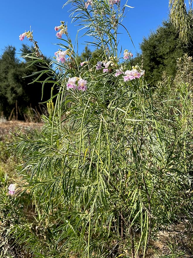 Plant Good Seed Organic Chilopsis/Desert Willow Tree Seeds for Planting: California Native Plant, Pink and White Flowers - 30 Seed Packet