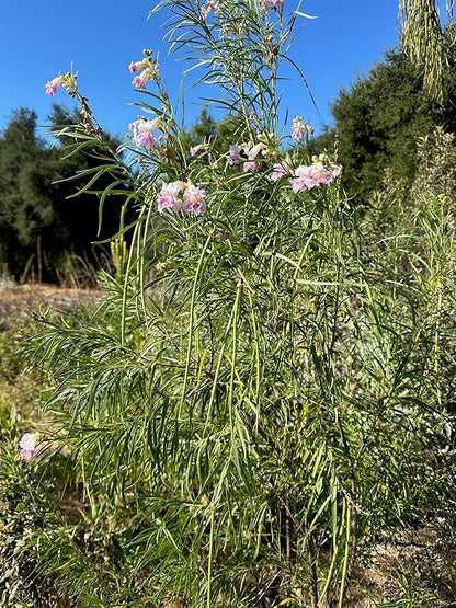 Plant Good Seed Organic Chilopsis/Desert Willow Tree Seeds for Planting: California Native Plant, Pink and White Flowers - 30 Seed Packet