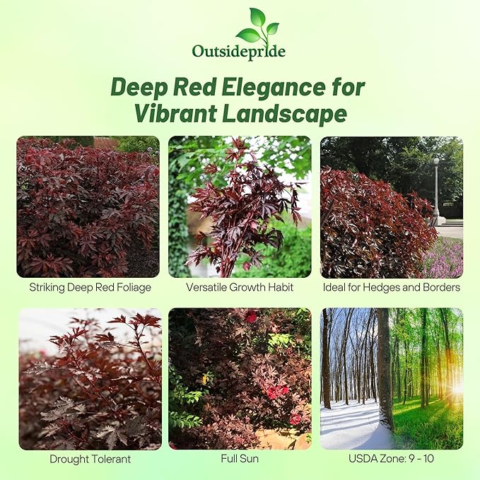 Outsidepride Mahogany Splendor Hibiscus Seeds - 10 Pcs Perennial Flower Seeds for Planting Pollinator-Friendly, Elegant & Dense Deep Burgundy Foliage for Containers, Pots, & Garden Spaces