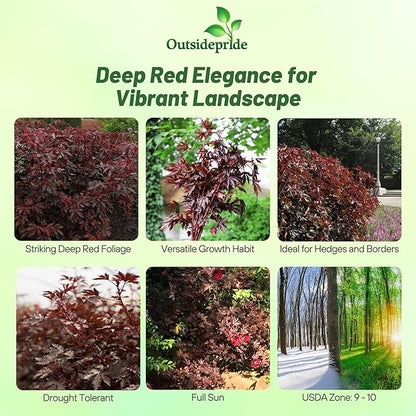 Outsidepride Mahogany Splendor Hibiscus Seeds - 10 Pcs Perennial Flower Seeds for Planting Pollinator-Friendly, Elegant & Dense Deep Burgundy Foliage for Containers, Pots, & Garden Spaces