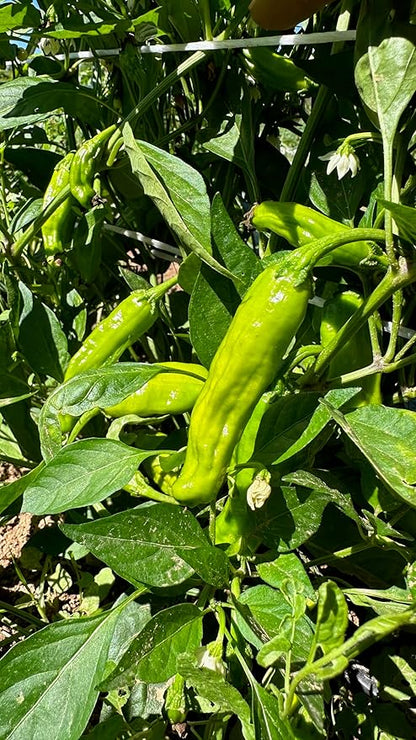 Plant Good Seed Organic Shishito Pepper Seeds - Pack of 30, Heirloom Seeds for Planting Vegetables - Gardening Supplies, Fruit, Chili, Vegetable Garden - Non-GMO, Open Pollinated, from USA