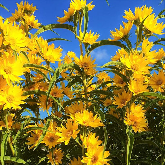 TomorrowSeeds - Maximilian Sunflower Seeds - 3000+ Count - for 2026 Planting Prairie Sunflower Perennial Wildflower Drought Tolerant Deer Resistant Tall Yellow Flower Grow Your Own Home Farm Patio
