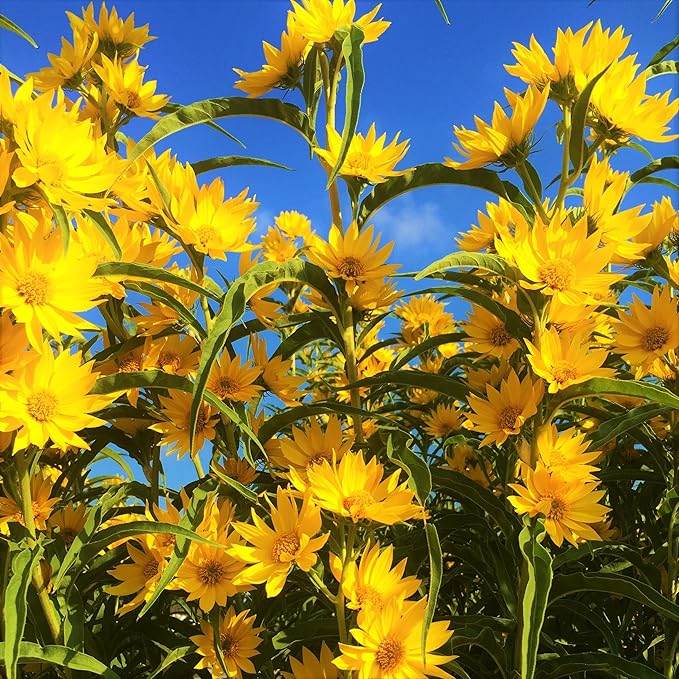 TomorrowSeeds - Maximilian Sunflower Seeds - 1000+ Count - for 2026 Planting Prairie Sunflower Perennial Wildflower Drought Tolerant Deer Resistant Tall Yellow Flower Grow Your Own Home Farm Patio