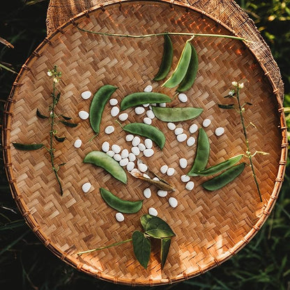 Henderson Bush Lima Bean - 50 Seeds - Heirloom White Butterbean Variety, USA-Grown, Non-GMO Baby Lima Bean Seeds for Planting Outdoors in The Home Garden, Thresh Seed Company
