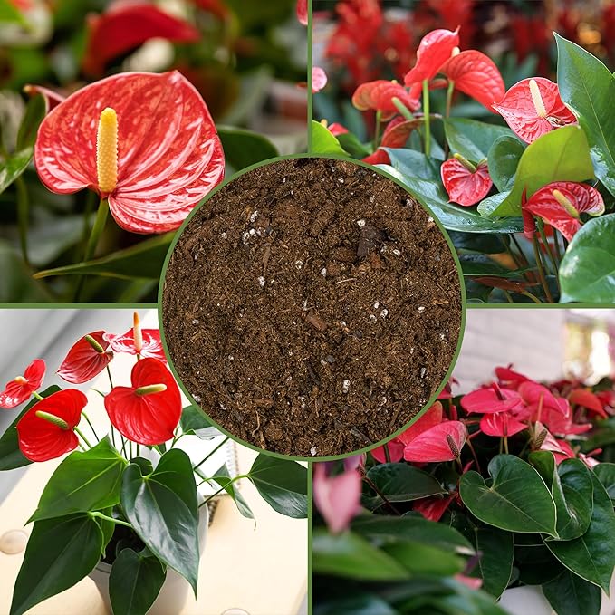 Soil Sunrise Anthurium Plant Potting Soil Mix (8 Quarts) Indoor Houseplant Custom Blend for Flowering Anthuriums