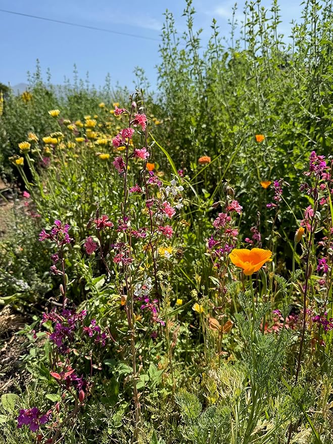 Plant Good Seed California Native Wildflower Mix Seeds for Planting: Easy to Grow Annual Flowers, Poppy, Tidytips, Lupine, Clarkia, Phacelia - 30,000 Seed Packet