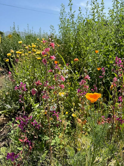 Plant Good Seed California Native Wildflower Mix Seeds for Planting: Easy to Grow Annual Flowers, Poppy, Tidytips, Lupine, Clarkia, Phacelia - 30,000 Seed Packet