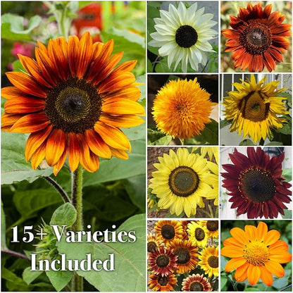 Seed Needs Sunflower Seeds for Planting The Original Crazy Blend | 2 Ounce 15+ Heirloom Varieties Open Pollinated & Untreated | Resealable Bulk Package Multicolored Blooms Flower Seeds