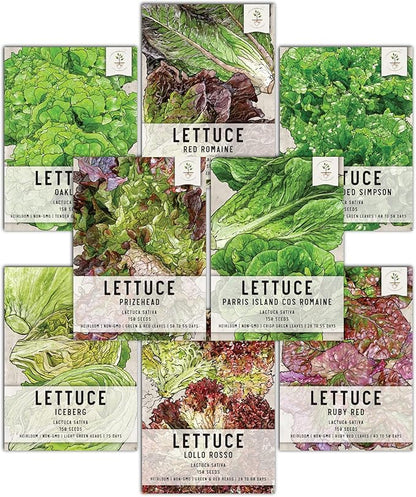 Seed Needs, Lettuce Seeds Variety Pack (Lettuce Lovers Collection) Iceberg, Red Romaine, Parris Island COS, Lollo Rosso, Ruby Red, Oakleaf, Black Seeded Simpson & Prizehead