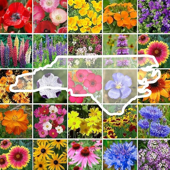 Eden Brothers North Carolina Wildflower Mixed Seeds for Planting, 1 lb, 480,000+ Seeds with Cornflower, African Daisy | Attracts Pollinators, Plant in Spring or Fall, Zones 3, 4, 5, 6, 7, 8, 9, 10