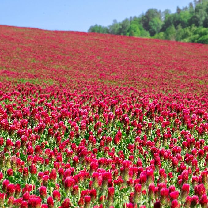 Organic Crimson Clover Seeds - 5 lb Bulk ~232,000 Seeds - Legume Clover Seeds for Cover Crops, Wildlife Forage, Pasture, Hay, Pollinator Attractant, Green Manure, & More - Clover Seeds for Planting