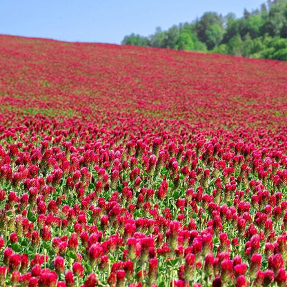 Organic Crimson Clover Seeds - 5 lb Bulk ~232,000 Seeds - Legume Clover Seeds for Cover Crops, Wildlife Forage, Pasture, Hay, Pollinator Attractant, Green Manure, & More - Clover Seeds for Planting
