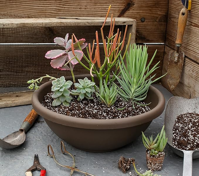 The HC Companies Shallow Planter with Drainage - Contemporary Garden Bowl Planter for Flowers, Herbs & More - Round Succulent Planter Pot for Indoors and Outdoors (24" Chocolate, Pack of 1)