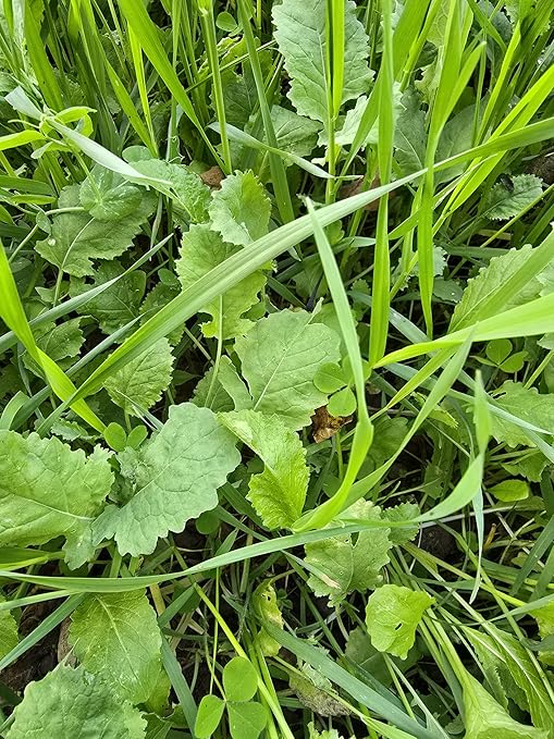 FASSTGROW+ Liquid Fertilizer for Food Plots- 11-6-5 Foliar Application - Concentrated and Easy to Apply - 1 Quart Covers 1 Acre - for Grasses and Brassicas - Perfect for Most Fall Food Plots