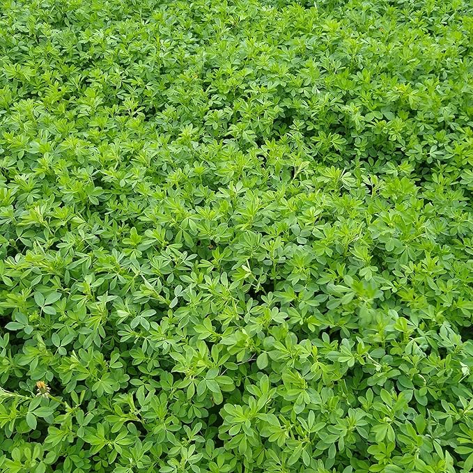 Hale Habitat & Seed Alfalfa Food Plot Seed, 5 lbs, Perennial
