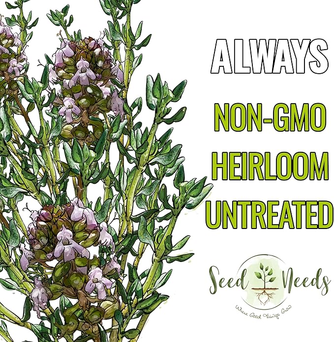 Seed Needs Thyme Seeds for Planting - Non-GMO Heirloom & Untreated Perennial Herb Seed to Plant a Culinary Kitchen Garden Indoors or Outdoors (5 Packs)