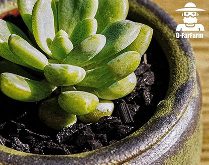 Horticultural Charcoal for Potted Plants 1 QT, Hardwood Charcoal for Potting Soil Amendment, Orchids, Terrariums, and Gardening