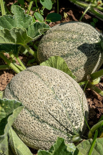 Plant Good Seed Organic Ice Cream Melon Seeds - Pack of 35, Heirloom Seeds for Planting Fruit, Vegetables - Gardening Supplies, Vegetable Garden - Non-GMO, Open Pollinated, from USA