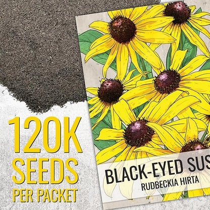Seed Needs Black Eyed Susan Seeds for Planting | 120,000+ Seeds Rudbeckia Hirta Perennial Yellow Flowers | Bulk 1.4 Ounce Resealable Pouch | Black-Eyed Susan Garden Favorite