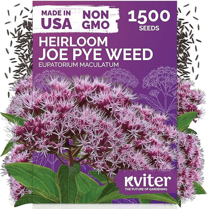 KVITER 1500 Joe Pye Weed Seeds (Eupatorium Maculatum) - Spotted Joe Pye Weed, Pink, Aromatic Wildflower, Butterfly Magnet - Perennial Flower Seeds in Seed Packets for Outdoor Flower Gardens