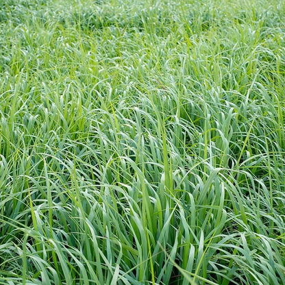 Outsidepride Switchgrass Seed - 25 lbs. Perennial Hardy, Drought & Flood Tolerant Native Grass Seed Ideal Fast-Growing Grasses for Erosion Control, Wildlife Forage & Food Plots, Thrives in Poor Soil