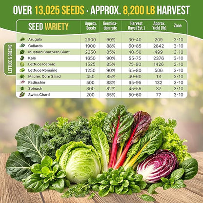 Organo Republic 10 Lettuce & Salad Greens Seeds Variety Pack 13000+ Non-GMO Heirloom Lettuce Seeds for Planting Indoors & Outdoors Garden, Hydroponics - Arugula, Radicchio, Kale, Spinach, Swiss Chard