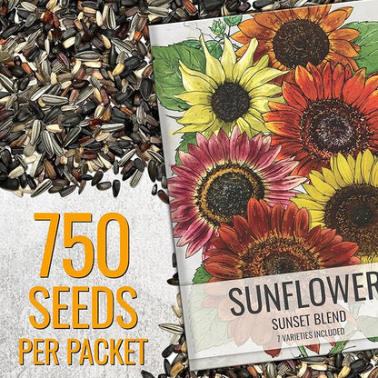 Seed Needs Sunflower Seeds to Plant Sunset Blend 7 Varieties Mix | 750+ Seeds Helianthus Annuus Heirloom Open Pollinated XL Packet | Multicolored Sun Flowers Garden Favorite