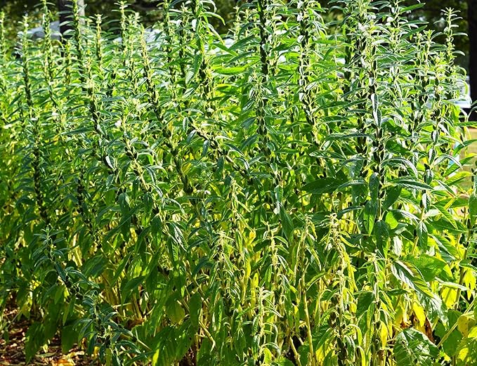 TomorrowSeeds - White Sesame Seeds - 9000+ Count - for 2026 Planting Benne Gingelly Til Simsim Ellu Shirogoma Zhi Ma Cover Crop Growing USA Asian Chinese Garden Grow Your Own Home Farm Patio Healthy