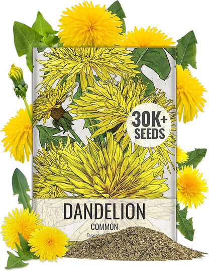 Seed Needs 30,000+ Common Dandelion Herb Seeds for Planting - Non-GMO, Heirloom & Untreated - Grow a Home Grown Herb & Vegetable Garden (Bulk) Great for Salads
