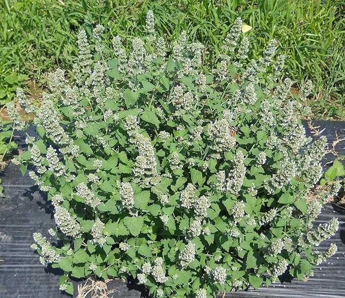 28,000 Catnip Seeds for Planting Grow Your own Catnip to Make Your Cat's Happy Heirloom Non GMO 28 Grams Garden Vegetable Bulk Survival Hominy