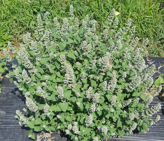 28,000 Catnip Seeds for Planting Grow Your own Catnip to Make Your Cat's Happy Heirloom Non GMO 28 Grams Garden Vegetable Bulk Survival Hominy