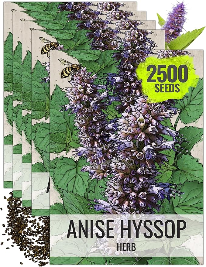 Seed Needs Anise Hyssop Seeds for Planting Agastache foeniculum - Non-GMO Heirloom & Untreated - Grow a Medicinal/Culinary Herb Garden for Tea & Essential Oils (5 Packs)