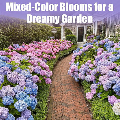 300+ Hydrangea Seeds Bulk Pack - Mixed Hydrangea Seeds Perennial Flower Seeds, Beginner-Friendly & Easy to Grow, Simple Seed-Start, for Garden Borders, Patio Containers & Partial Shade Beds