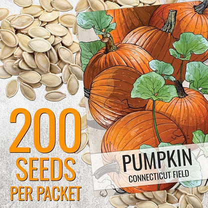 Seed Needs Connecticut Field Pumpkin Seeds for Planting | 1 Ounce Cucurbita Pepo Heirloom Vegetable Seeds Non GMO | American Field Favorite Carving Pumpkin | Bulk