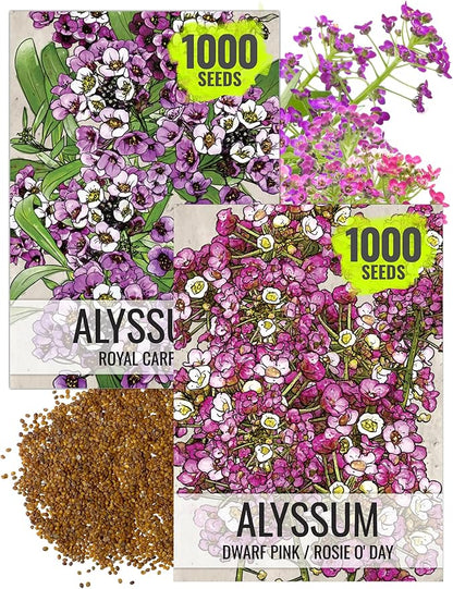 Seed Needs Alyssum Seeds for Planting - Heirloom & Untreated - Tender Perennial Flowers to Attract Pollinators to Rock Gardens, Pots, Containers & Window Boxes