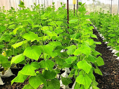 TomorrowSeeds - English Telegraph Improved Burpless Cucumber (English Cucumber) Seeds - 90+ Count - for 2026 Planting Hothouse Cucumbers Crisp European Near-Seedless Long Heirloom Vegetable
