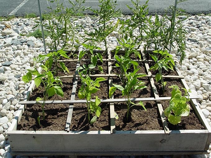 Helps Plant Growth and Establishment (1 Pound)