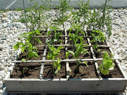 Helps Plant Growth and Establishment (1 Pound)