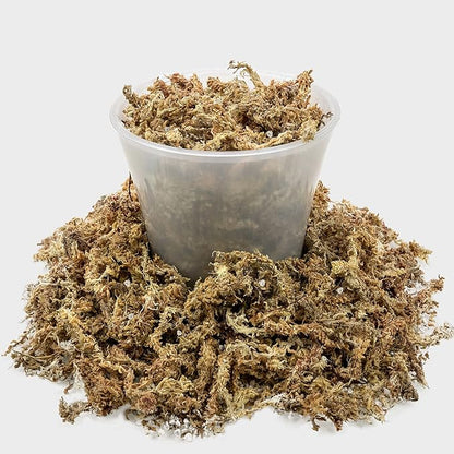 Gardenera Sphagnum Moss Potting Mix for Carnivorous Plants, Moss and Perlite Blend for Potting Venus Fly Traps, Sarracenia, Pitcher Plants - 75% Sphagnum Moss + 25% Perlite - Made in USA - 5 Quart