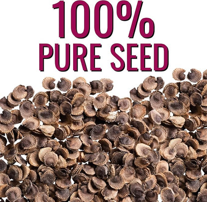 Seed Needs Hollyhock Seeds Mixed Carnival | 1,000+ Heirloom Flower Seeds Alcea rosea | Biennial Wildflower Blend That Attracts Pollinators to The Garden | Bulk