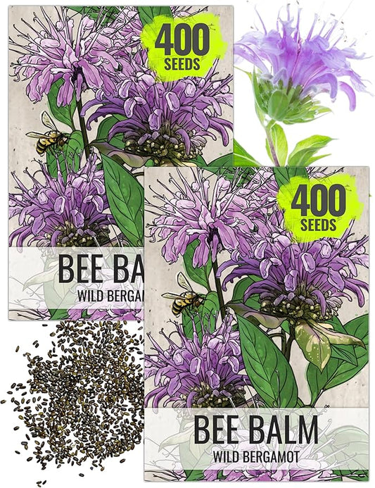Seed Needs Bee Balm Seeds for Planting Wild Bergamot - Heirloom & Open Pollinated Perennial Flowers to Grow a Butterfly Garden to Attract Bees, Butterflies & Other Pollinators (2 Packs)