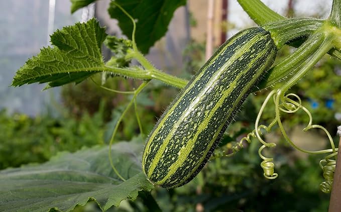 Seeds Vegetable Zucchini Tiger Striped Green - 30 Seeds