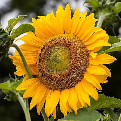 Seed Needs Sunflower Seeds to Plant Mammoth Grey Stripe | 2 Ounce Large Resealable Pouch Heirloom Seeds Helianthus Annuus Non GMO | Bulk Tall Growing Sun Flowers