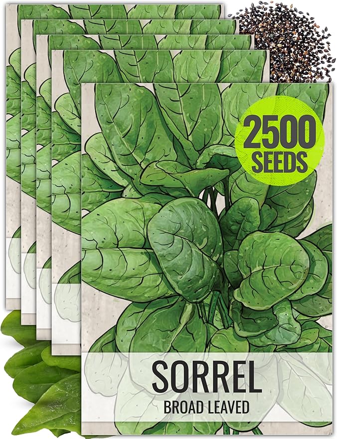 Seed Needs Large Leaf Sorrel Seeds for Planting - Heirloom Non-GMO & Untreated Medicinal or Culinary Herb - Grow a Home Grown Outdoor Garden (5 Packs)