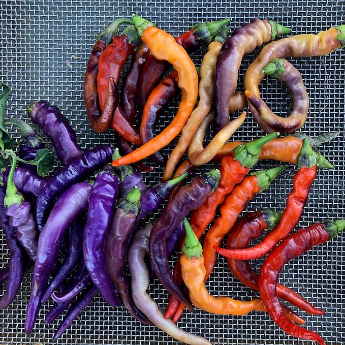Plant Good Seed Organic Buena Mulata Pepper Seeds for Planting: Heirloom Cayenne Chili, Rainbow Fruits - 25 Seed Packet