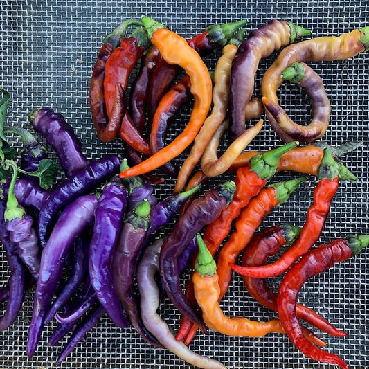 Plant Good Seed Organic Buena Mulata Pepper Seeds for Planting: Heirloom Cayenne Chili, Rainbow Fruits - 25 Seed Packet