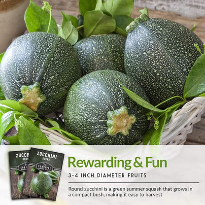 Survival Garden Seeds - Round Zucchini Seed for Planting - 3 Packs with Instructions to Plant & Grow Small Green Zucchinis in Your Home Vegetable Garden - Non-GMO Heirloom Variety - Seed Vault