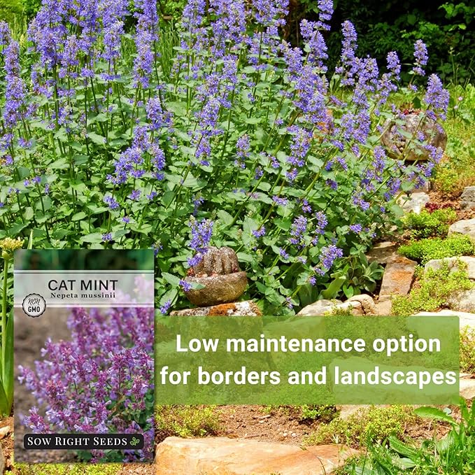 Sow Right Seeds - Catmint Seeds for Planting - Perennial Cat Mint Plant - Easy to Grow Nepeta for Attractive Garden - Ideal for Pollinators - Heirloom Non-GMO Variety - Indoor or Outdoor Growing (1)