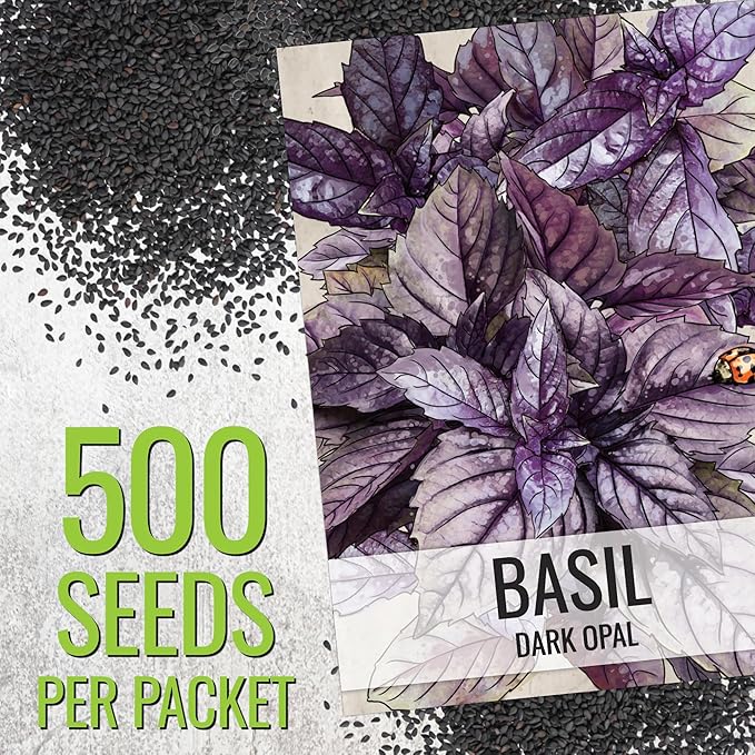 Seed Needs Genovese Basil/Dark Opal Basil Seeds for Planting Fresh Kitchen Herbs - Non-GMO Heirloom & Untreated Annual Herb Seed to Plant a Culinary Garden Indoors or Outdoors