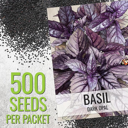 Seed Needs Genovese Basil/Dark Opal Basil Seeds for Planting Fresh Kitchen Herbs - Non-GMO Heirloom & Untreated Annual Herb Seed to Plant a Culinary Garden Indoors or Outdoors